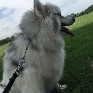 Meet your Posher, Sami